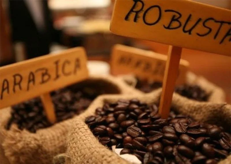 5-dac-diem-giup-ban-phan-biet-duoc-ca-phe-robusta-va-arabica-1