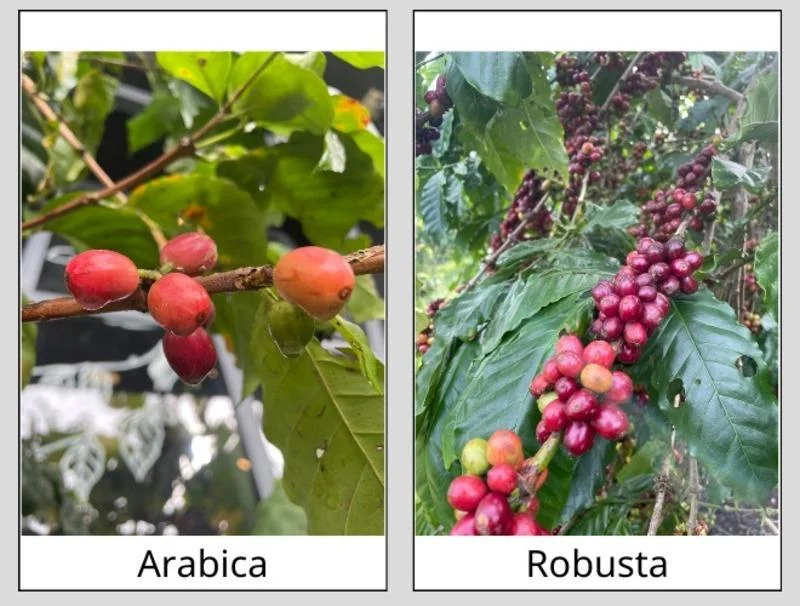 5-dac-diem-giup-ban-phan-biet-duoc-ca-phe-robusta-va-arabica-2