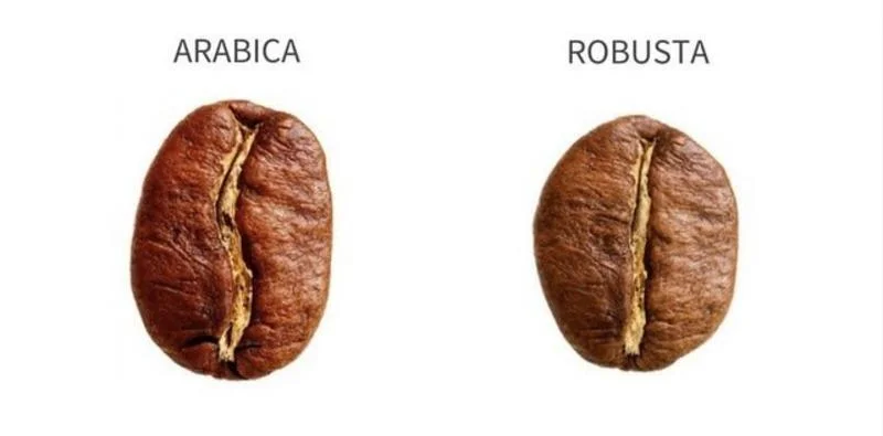 5-dac-diem-giup-ban-phan-biet-duoc-ca-phe-robusta-va-arabica-3