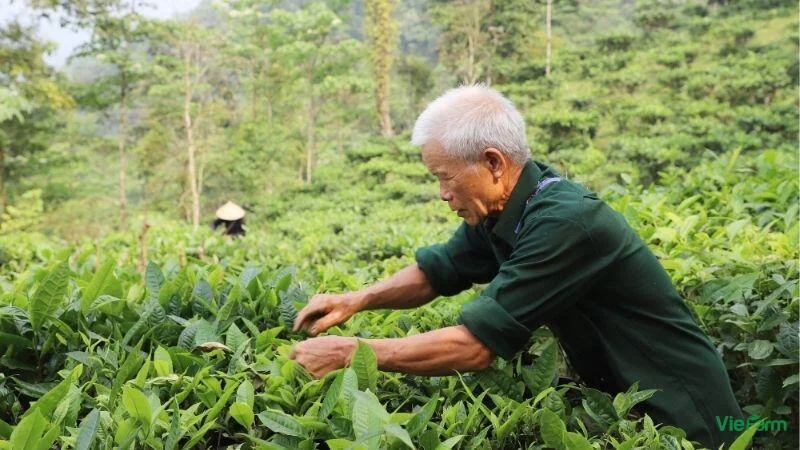 cac-loai-tra-shan-tuyet-2