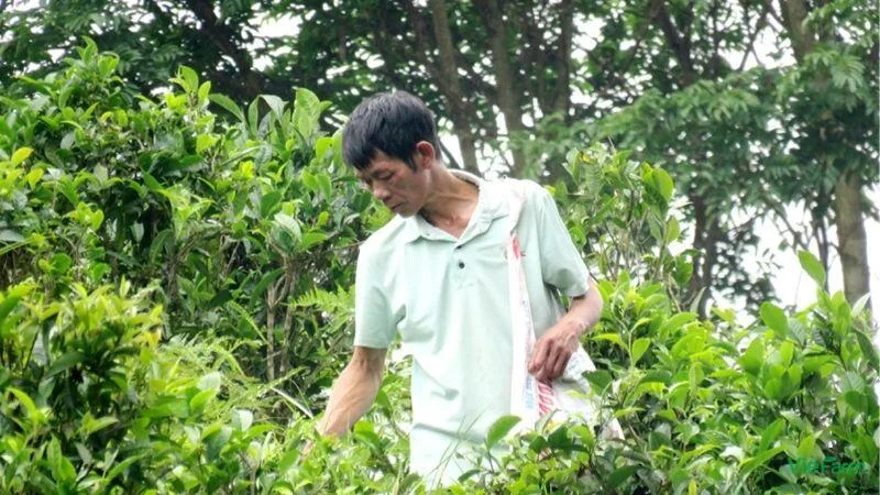 cay-tra-shan-tuyet-2
