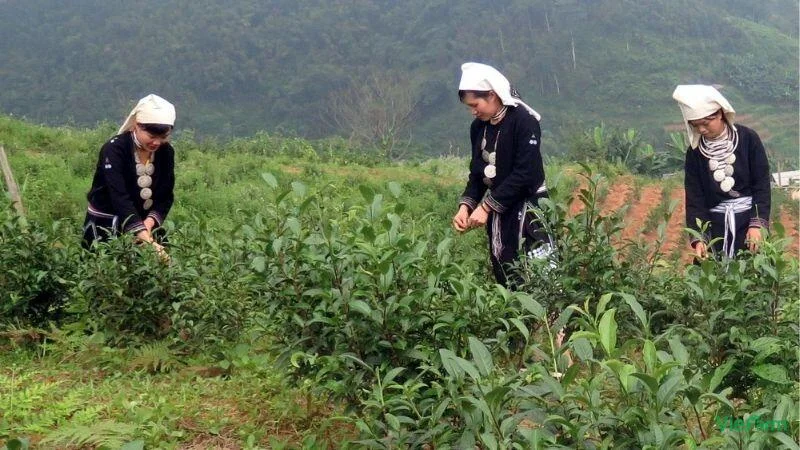 cay-tra-shan-tuyet-3