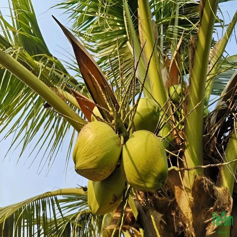 dua-dua-giong-dua-dac-biet-co-huong-thom-la-dua-1