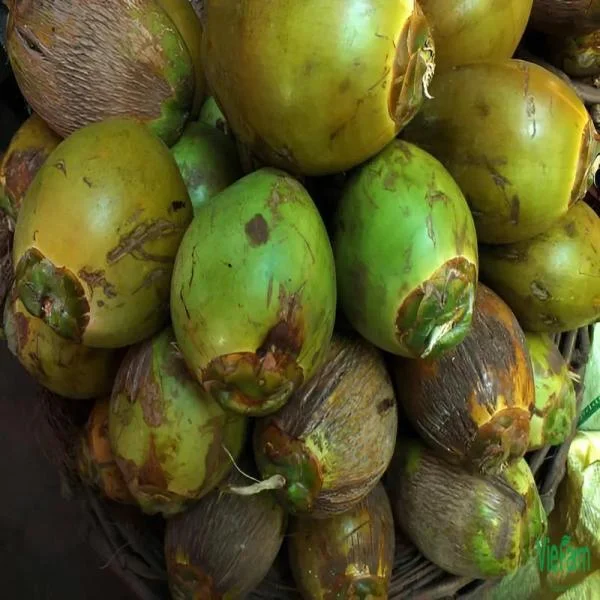 Dừa Dứa: Giống Dừa Đặc Biệt Có Hương Thơm Lá Dứa