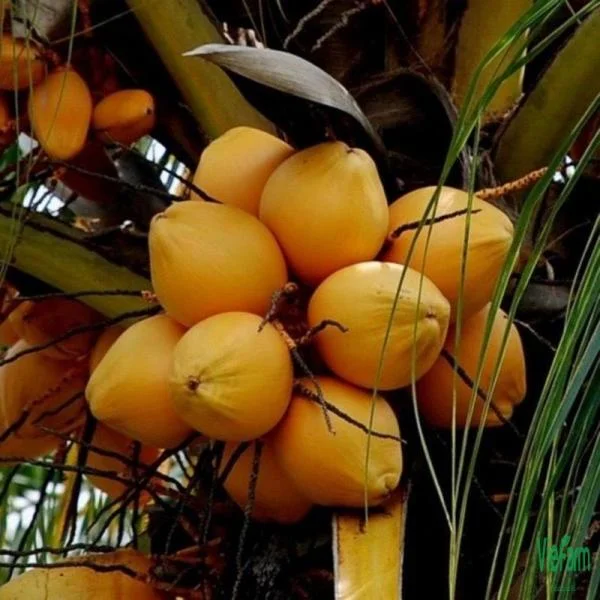 Dừa Mã Lai - Giống Cây Dừa Cho Năng Suất Cao Và Hiệu Quả Kinh Tế
