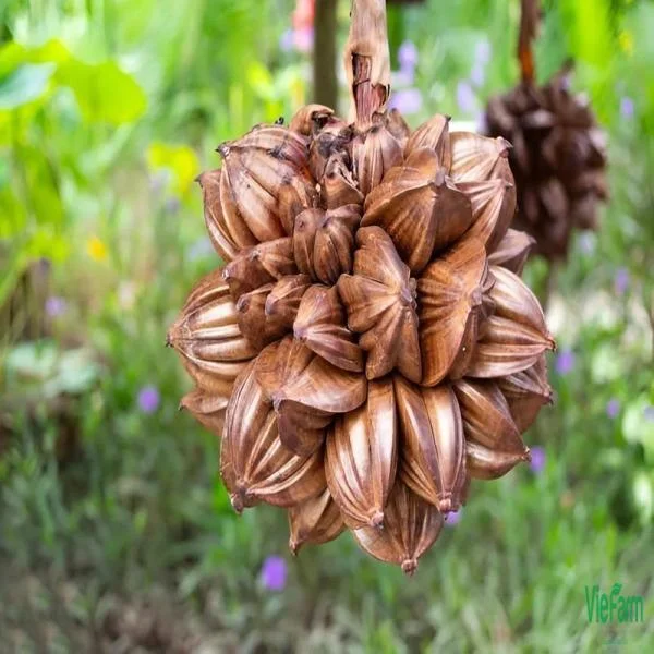 Dừa Nước: Không Chỉ Giải Khát - 7 Công Dụng Bất Ngờ Ít Ai Biết