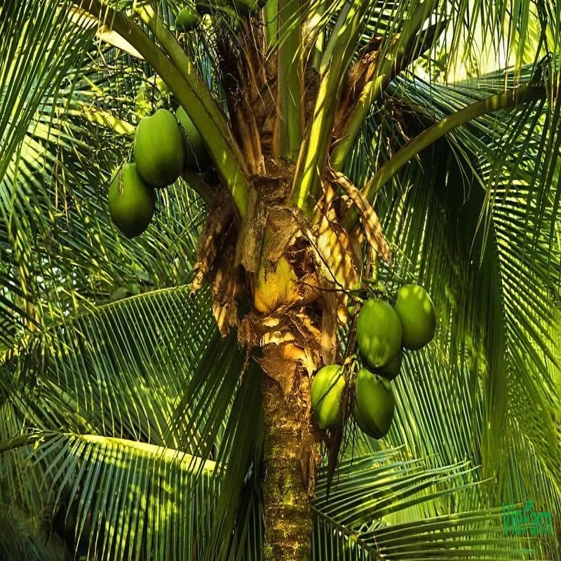 dua-ta-cay-trong-pho-bien-va-gia-tri-kinh-te-cao-tai-viet-nam-2