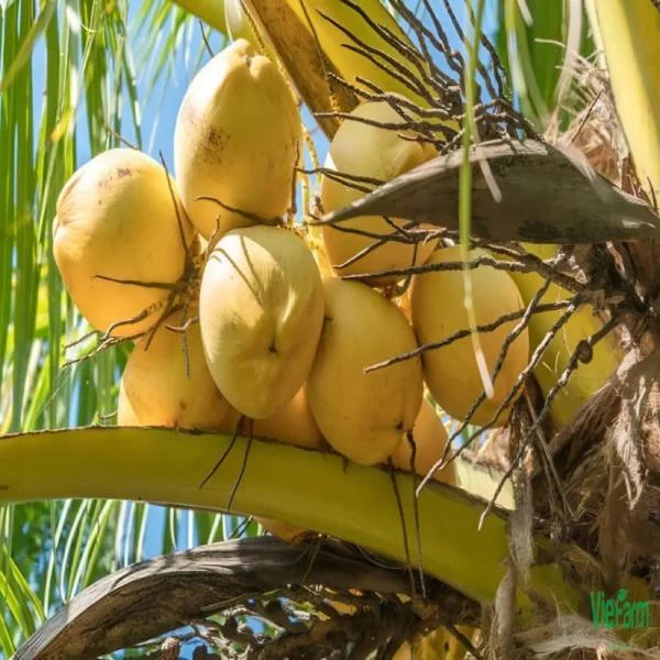 Dừa Tam Quan - Đặc Sản Nổi Tiếng Của Xứ Nẫu Bình Định
