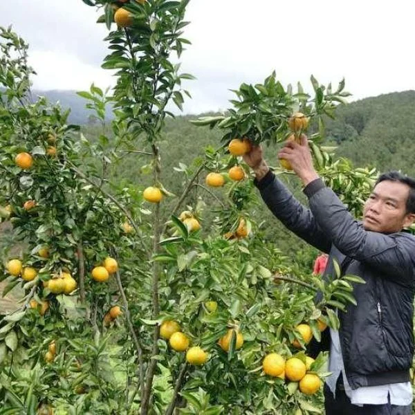 Hướng dẫn kỹ thuật trồng cây cam và chăm sóc hiệu quả