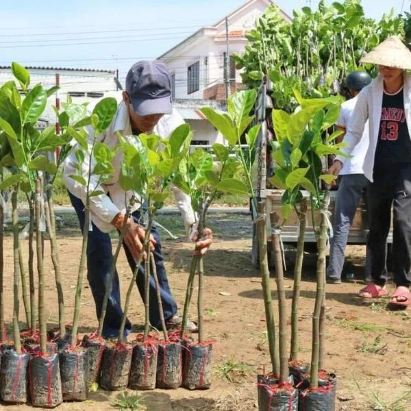 Hướng dẫn kỹ thuật trồng mít năng suất cao, giảm sâu bệnh