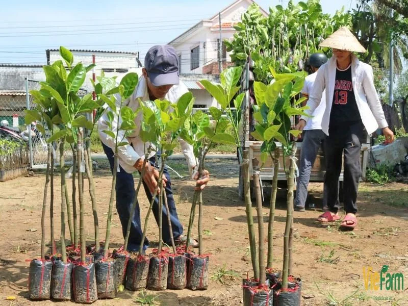 huong-dan-ky-thuat-trong-mit-nang-suat-cao-giam-sau-benh-3