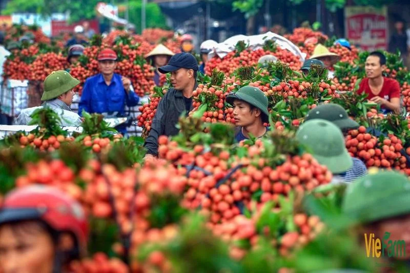 huong-dan-trong-va-cham-soc-cay-vai-thieu-de-dat-nang-suat-cao-6