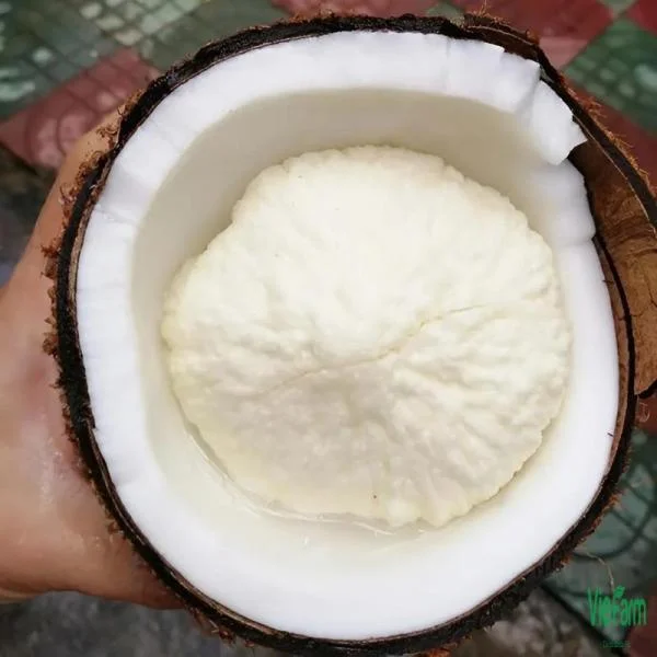 Mộng Dừa - 'Trái Tim' Dinh Dưỡng Ẩn Trong Trái Dừa Khô