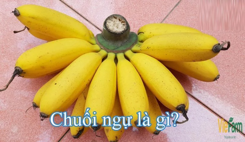 tai-sao-chuoi-ngu-dai-hoang-duoc-goi-la-chuoi-tien-vua-1