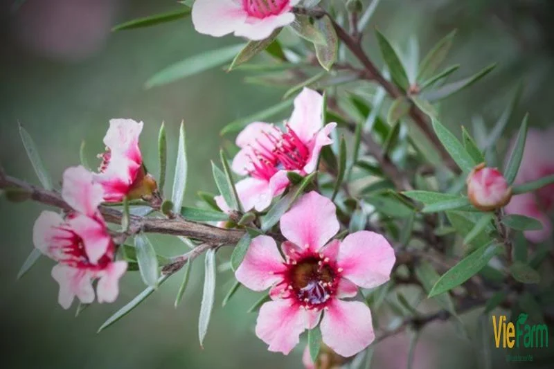 tim-hieu-ve-loai-mat-ong-manuka-1