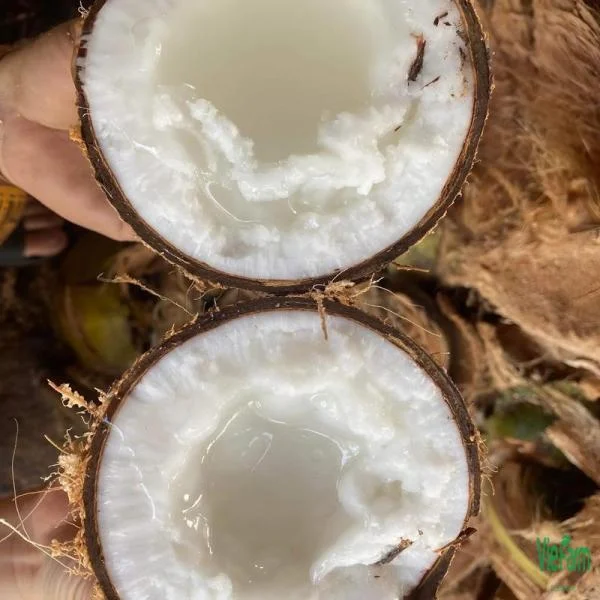 Trọn Bí Kíp Về Dừa Sáp: Từ Cách Chọn, Chế Biến Đến Những Lợi Ích Sức Khỏe Vàng
