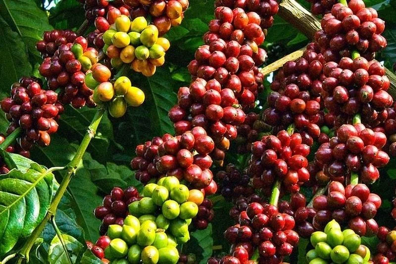 kham-pha-nhung-dieu-ban-chua-biet-ve-ca-phe-robusta-1