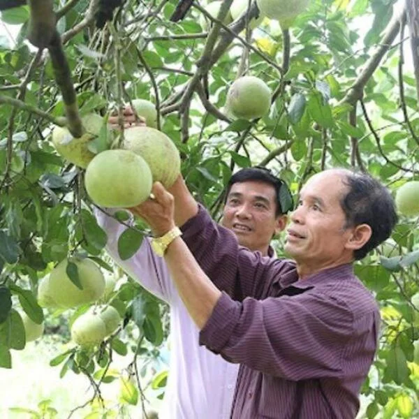 Bưởi Đoan Hùng - Đặc Sản Miền Đất Tổ