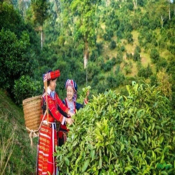 Khám Phá Các Loại Trà Shan Tuyết Cổ Thụ: Bảo Vật Trà Núi Cao Việt Nam
