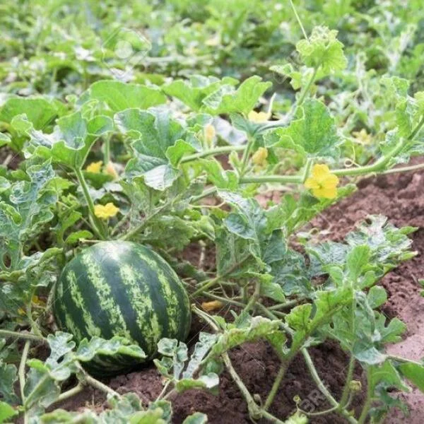 Cách trồng và chăm sóc cây dưa hấu cho năng suất tốt