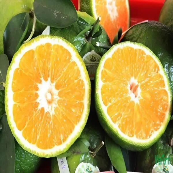 Cam Mật Phong Điền - Đặc Sản Miền Tây Ngon Bổ Rẻ Ít Người Biết