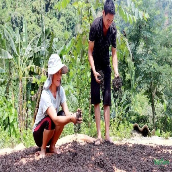 Cây Trà Shan Tuyết: Hướng Dẫn Chi Tiết Kỹ Thuật Trồng và Chăm Sóc