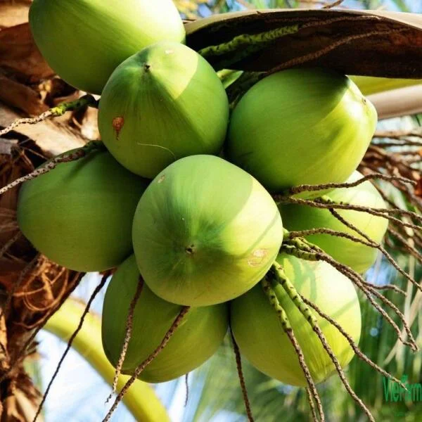 Điểm danh các loại dừa có mặt ở Việt Nam