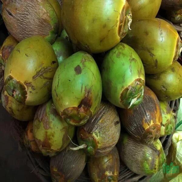 Dừa Dứa: Giống Dừa Đặc Biệt Có Hương Thơm Lá Dứa