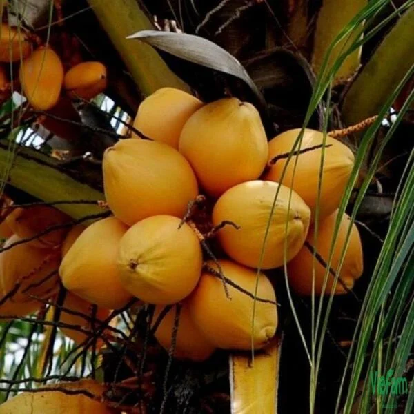 Dừa Mã Lai - Giống Cây Dừa Cho Năng Suất Cao Và Hiệu Quả Kinh Tế