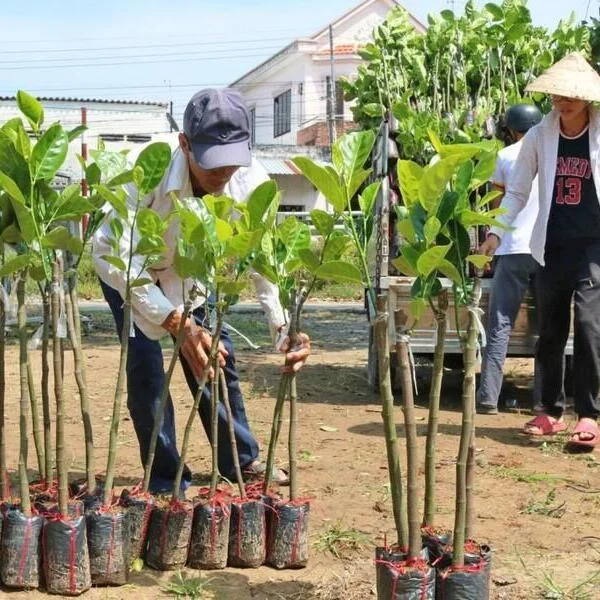 Hướng dẫn kỹ thuật trồng mít năng suất cao, giảm sâu bệnh