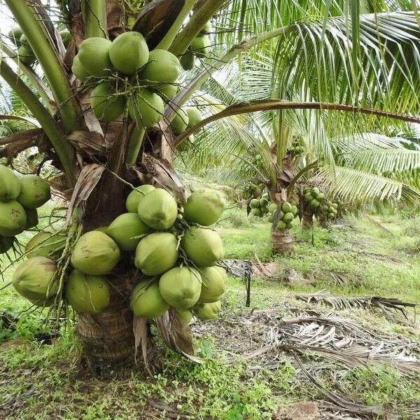 Kỹ thuật trồng và chăm sóc cây dừa cho sai trái