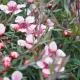 hoa-manuka-co-gi-dac-biet-1