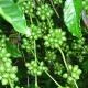 bi-quyet-trong-giong-cafe-xanh-lun-dat-nang-xuat-cao-1