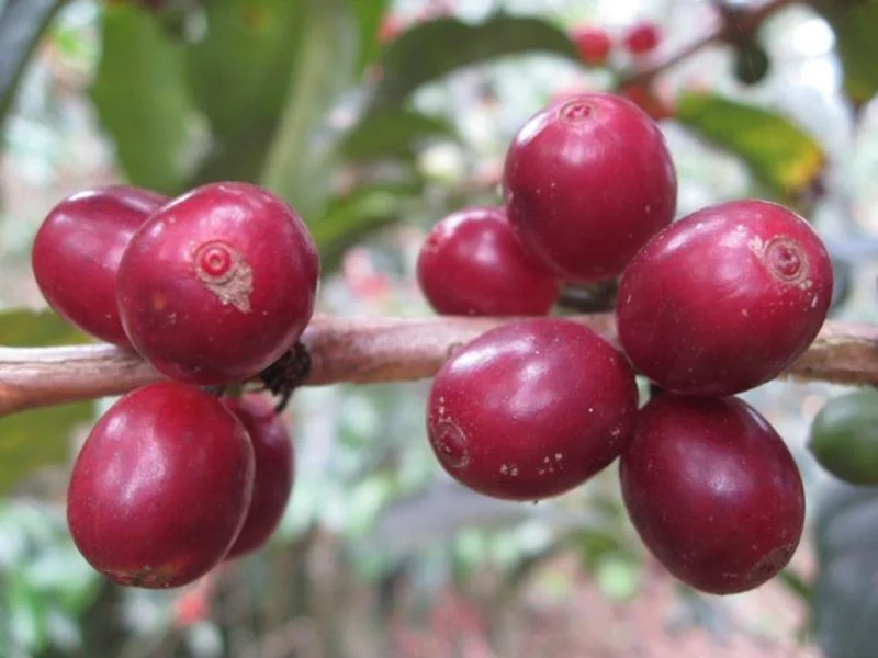 tim-hieu-ve-ca-phe-arabica-2