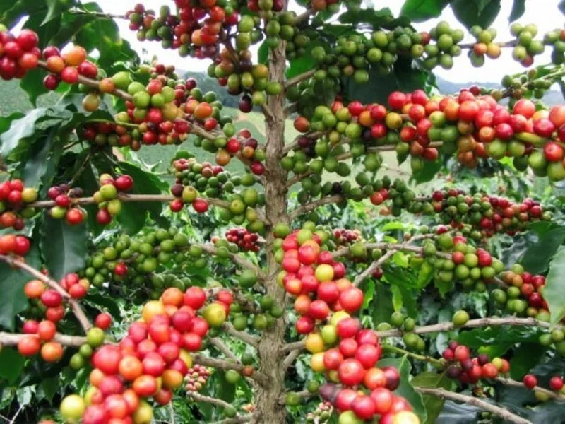 tim-hieu-ve-ca-phe-arabica-5